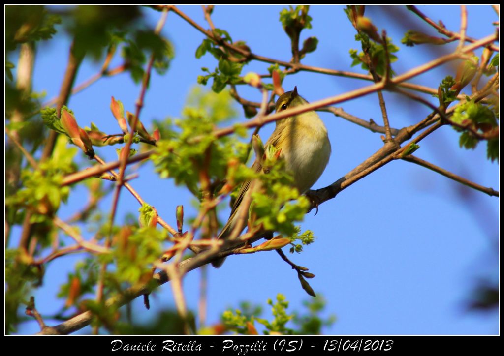 Lu� piccolo o lu� grosso???